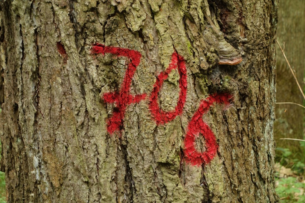 Un arbre numéroté pour conservation ou abattage (Pixabay photo par Michael Schwarzenberger)