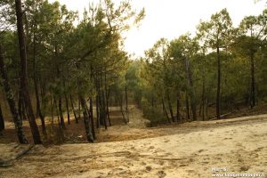 Les dunes de l'océan atlantique à parcourir pour rejoindre la plage et se reposer de notre rando vélo entre Charentes, Saintonge et Médoc (avril 2014)