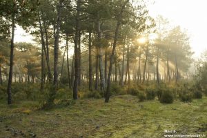 Soleil couchant dans les pins près de l'océan atlantique à à l'occasion d'une rando vélo entre Charentes, Saintonge et Médoc (avril 2014)